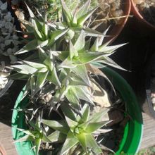 Una foto de Deuterocohnia brevifolia