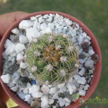 Una foto de Gymnocalycium calochlorum