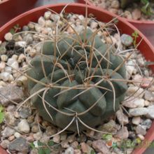 A photo of Gymnocalycium ritterianum