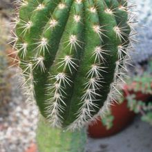 A photo of Echinopsis thelegonoides