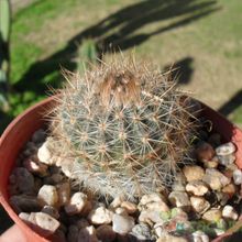 A photo of Parodia scopa