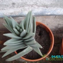 A photo of Crassula perfoliata