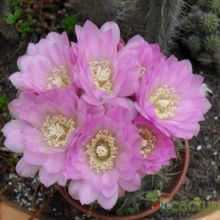 Una foto de Gymnocalycium mostii