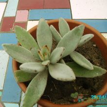 A photo of Kalanchoe tomentosa