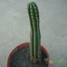 A photo of Backebergia militaris