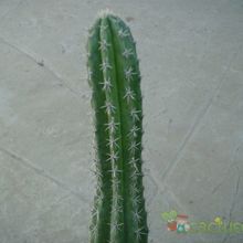 A photo of Backebergia militaris