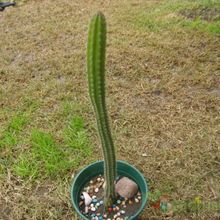 A photo of Backebergia militaris
