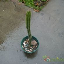A photo of Backebergia militaris