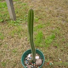 A photo of Backebergia militaris