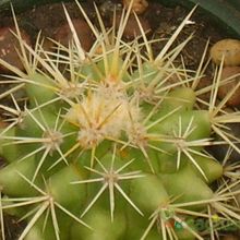 A photo of Echinocactus grusonii