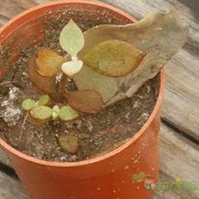 A photo of Kalanchoe orgyalis