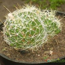 A photo of Mammillaria decipiens ssp. decipiens