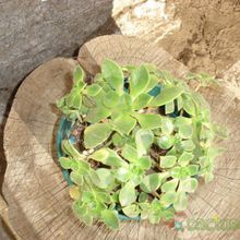 Una foto de Aeonium gomerense
