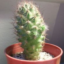 A photo of Cochemiea poselgeri