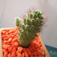 A photo of Cochemiea poselgeri