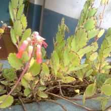 A photo of Kalanchoe laxiflora