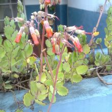 A photo of Kalanchoe laxiflora