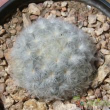 Una foto de Mammillaria plumosa
