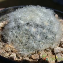 Una foto de Mammillaria plumosa