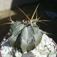 A photo of Astrophytum ornatum