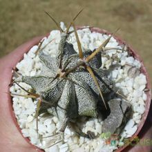 A photo of Astrophytum ornatum