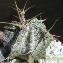A photo of Astrophytum ornatum