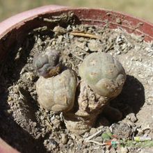 A photo of Maihueniopsis bonnieae