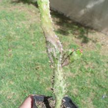 A photo of Opuntia monacantha fma. variegada monstruosa