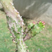 A photo of Opuntia monacantha fma. variegada monstruosa