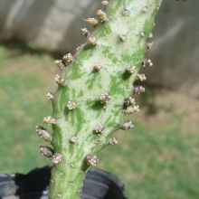 A photo of Opuntia monacantha fma. variegada monstruosa