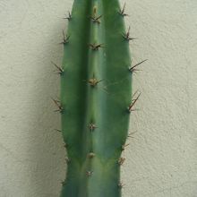 Una foto de Cereus argentinensis
