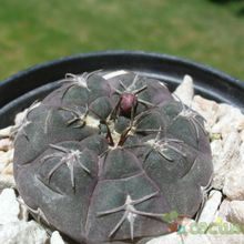 Una foto de Gymnocalycium alboareolatum