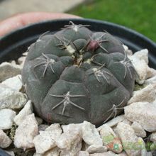 Una foto de Gymnocalycium alboareolatum