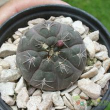Una foto de Gymnocalycium alboareolatum