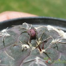 Una foto de Gymnocalycium alboareolatum