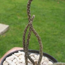 A photo of Pterocactus tuberosus