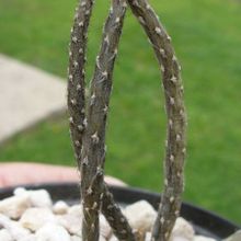 A photo of Pterocactus tuberosus