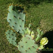A photo of Opuntia dillenii