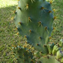A photo of Opuntia dillenii