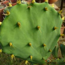 A photo of Opuntia dillenii