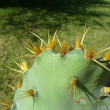 A photo of Opuntia dillenii