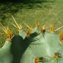 A photo of Opuntia dillenii