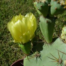 A photo of Opuntia dillenii