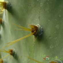 A photo of Opuntia dillenii