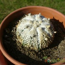 Una foto de Astrophytum asterias cv. Superkabuto (Snow type)