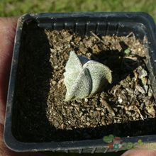 A photo of Astrophytum myriostigma tricostatum