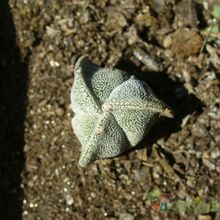 A photo of Astrophytum myriostigma tricostatum