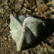 A photo of Astrophytum myriostigma tricostatum