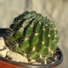 Una foto de Echinopsis maximiliana