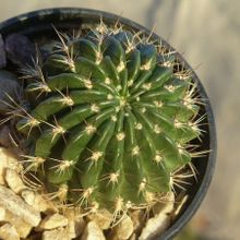Una foto de Echinopsis maximiliana